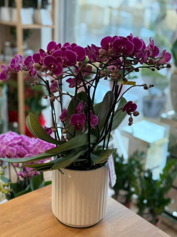 Orchidea Lana Virág Debrecen