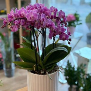 Orchidea Lana Virág Debrecen