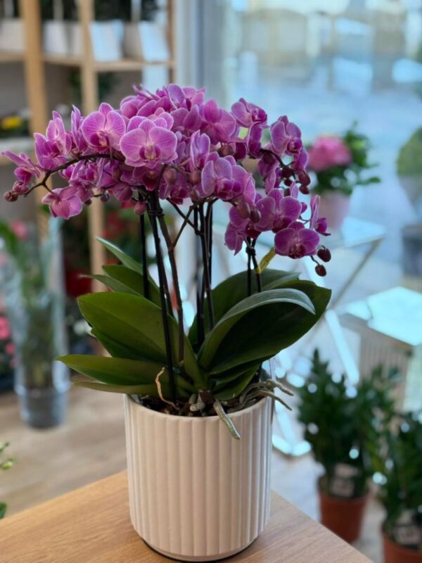 Orchidea Lana Virág Debrecen