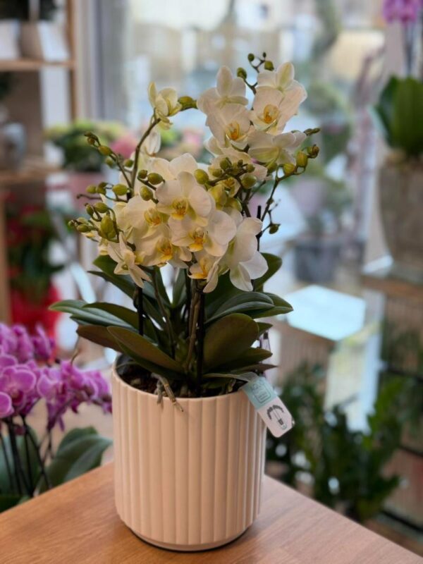 Orchidea Lana Virág Debrecen