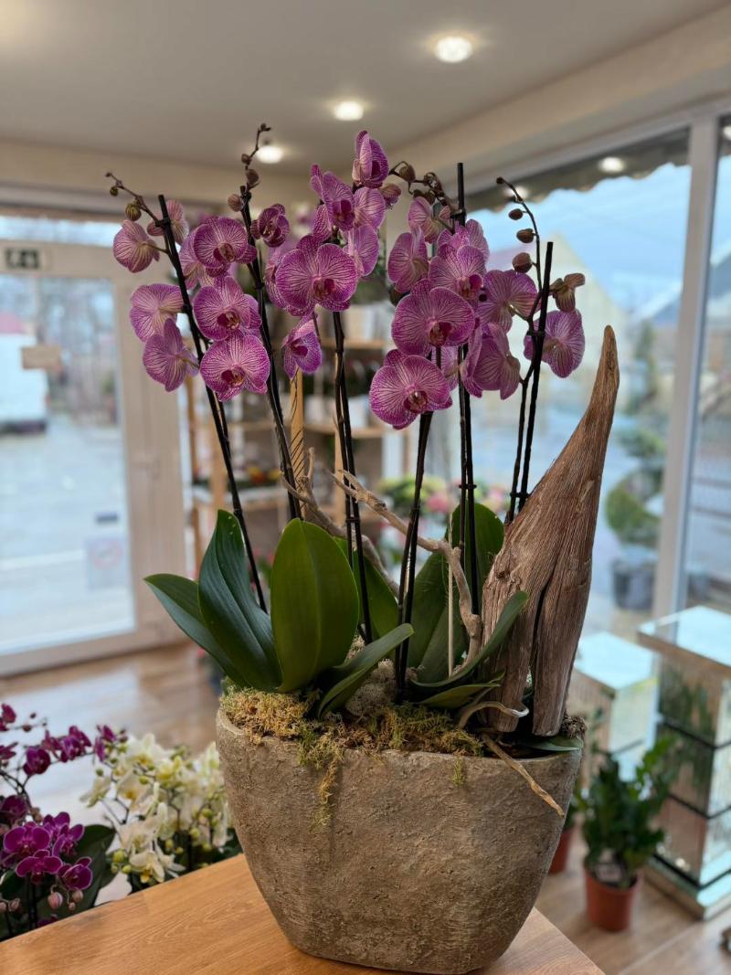 Orchidea Lana Virág Debrecen