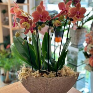 Orchidea Lana Virág Debrecen