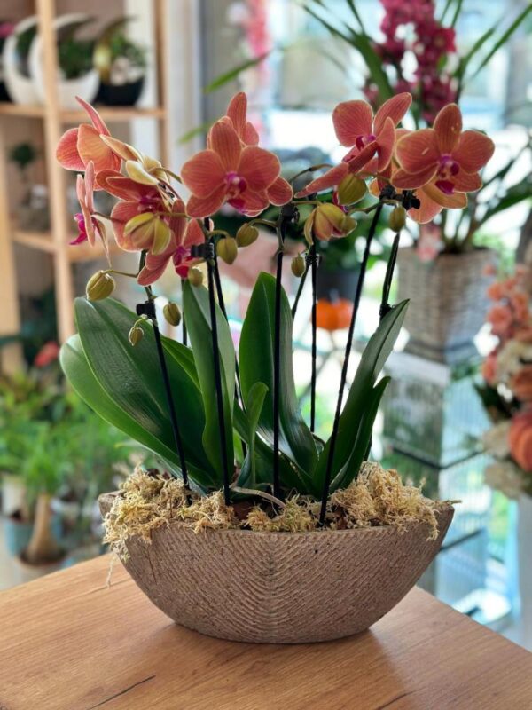 Orchidea Lana Virág Debrecen