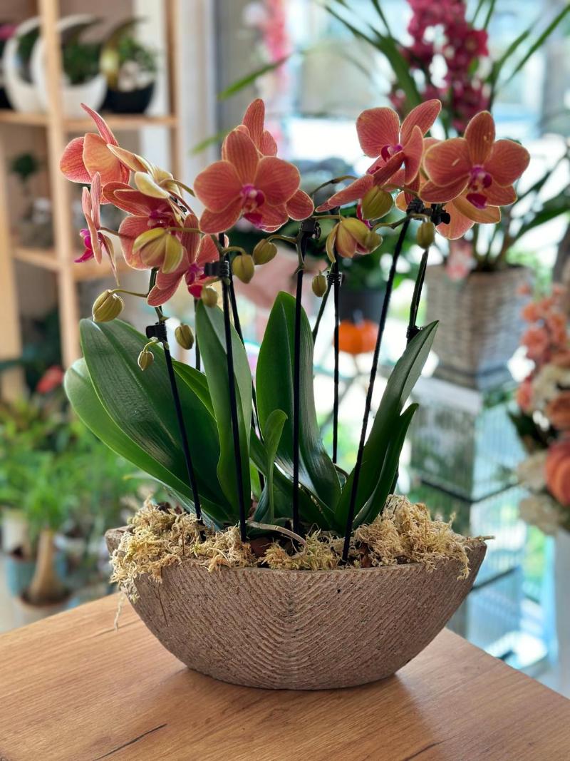 Orchidea Lana Virág Debrecen