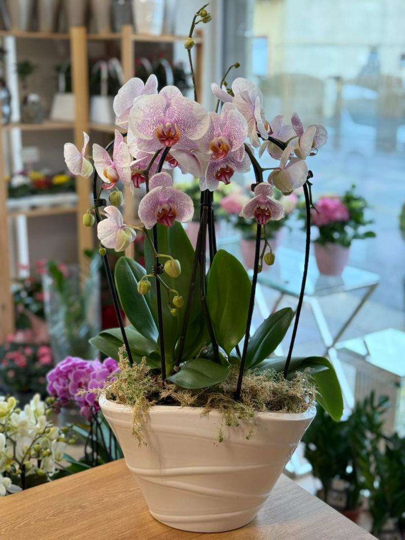 Orchidea Lana Virág Debrecen