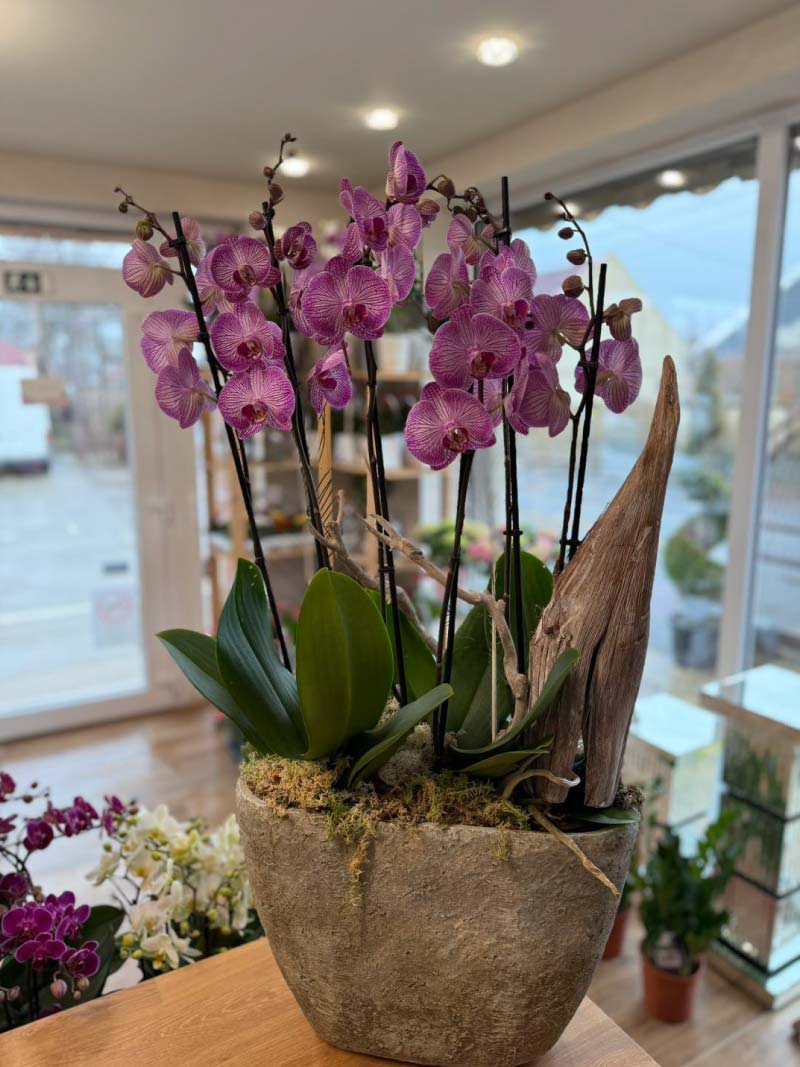 Tálas orchidea Lana Virág Debrecen