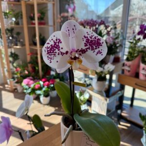 Singolo Orchid patterned