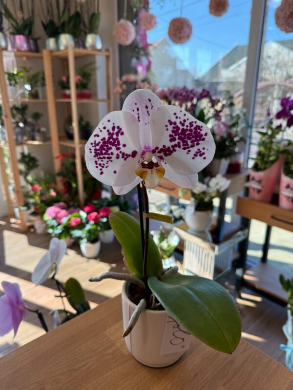 Singolo Orchid patterned