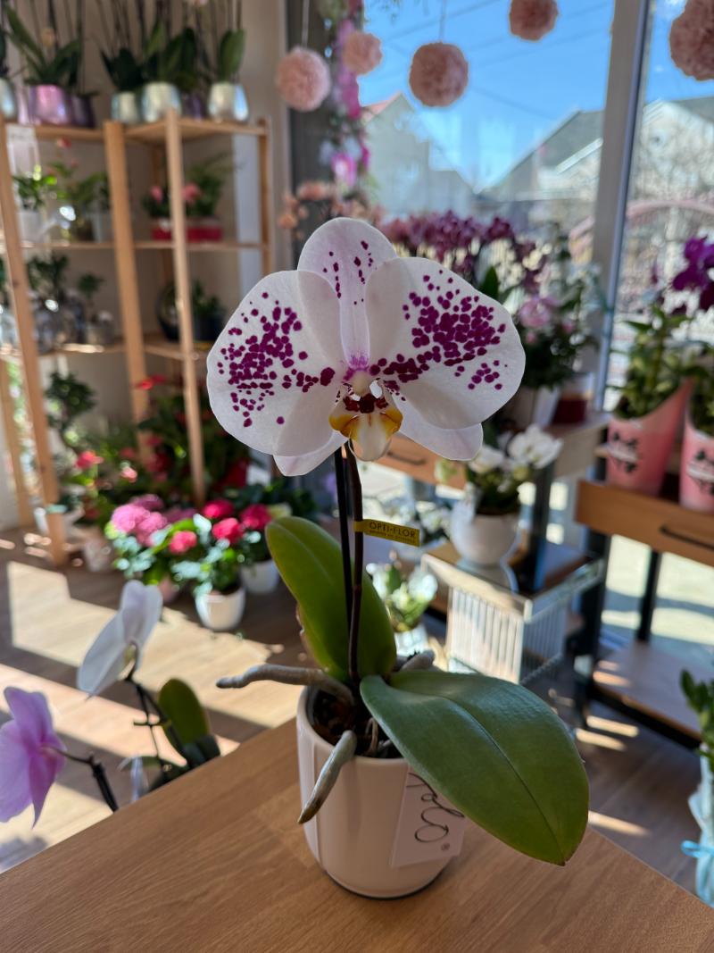 Singolo Orchid patterned