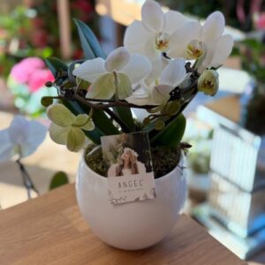 White Orchid