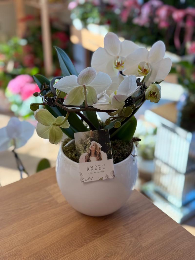 White Orchid