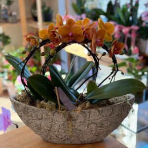 Orange Orchid