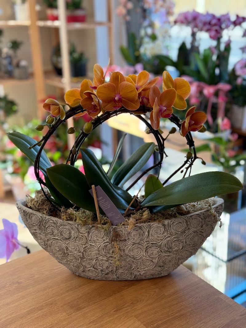 Orange Orchid