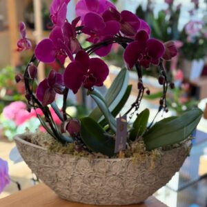 Deep Purple Orchid