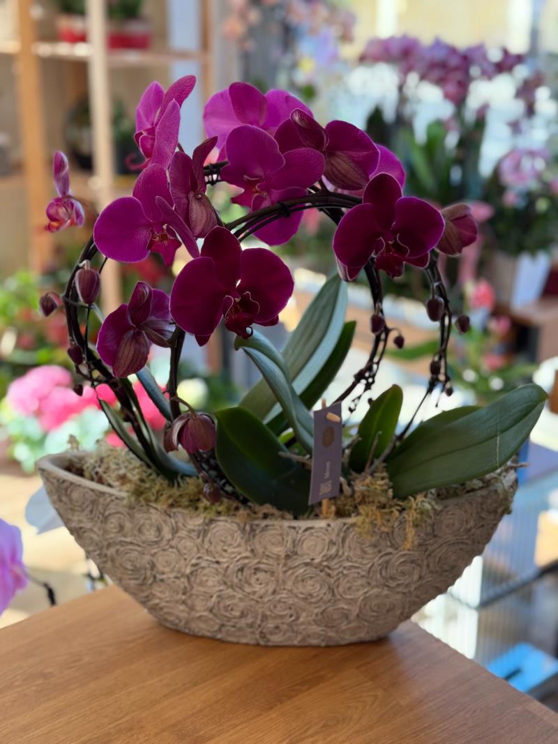 Deep Purple Orchid