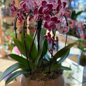 Pink and purple patterned Orchid