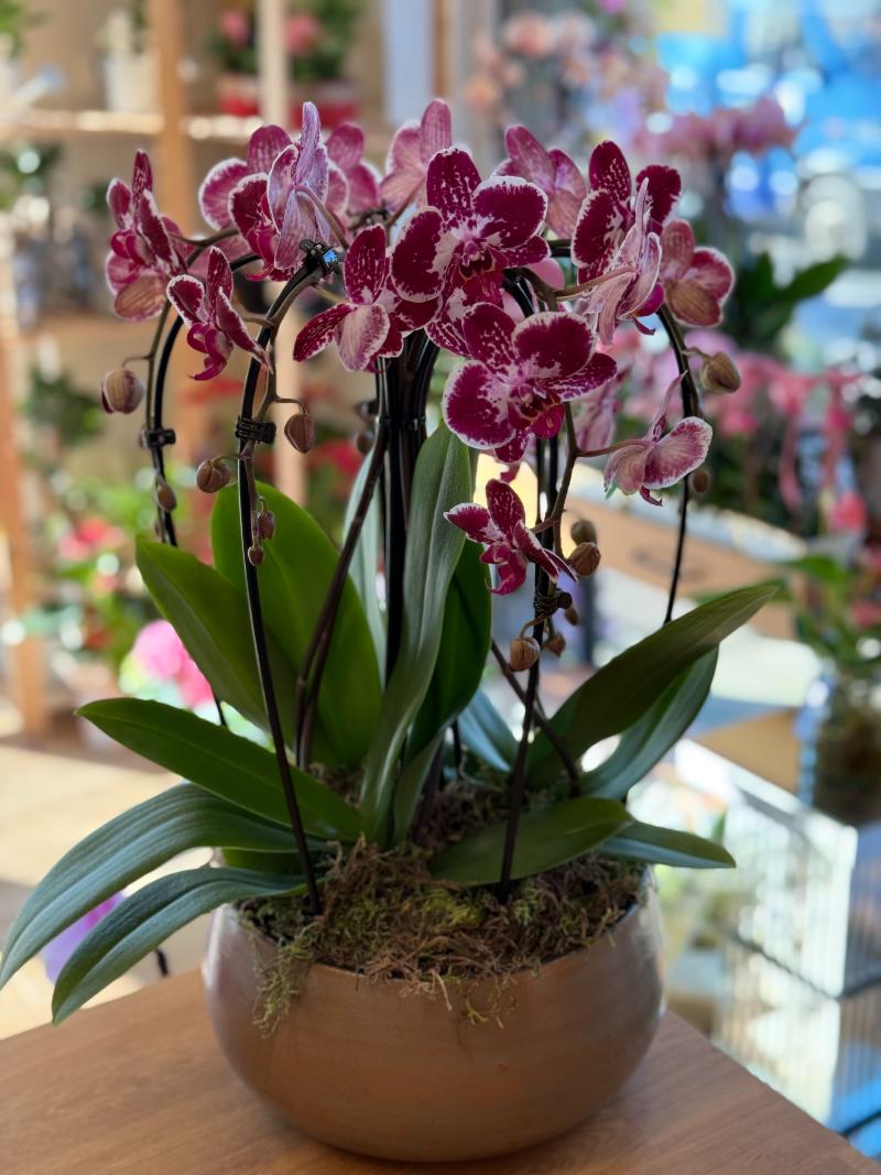 Pink and purple patterned Orchid