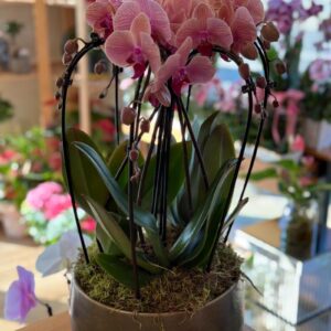 Pink Orchid