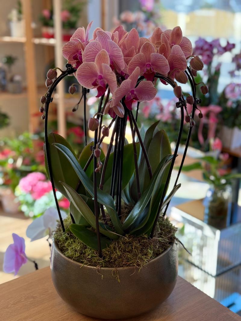 Pink Orchid