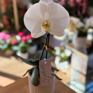 Singolo Orchid white