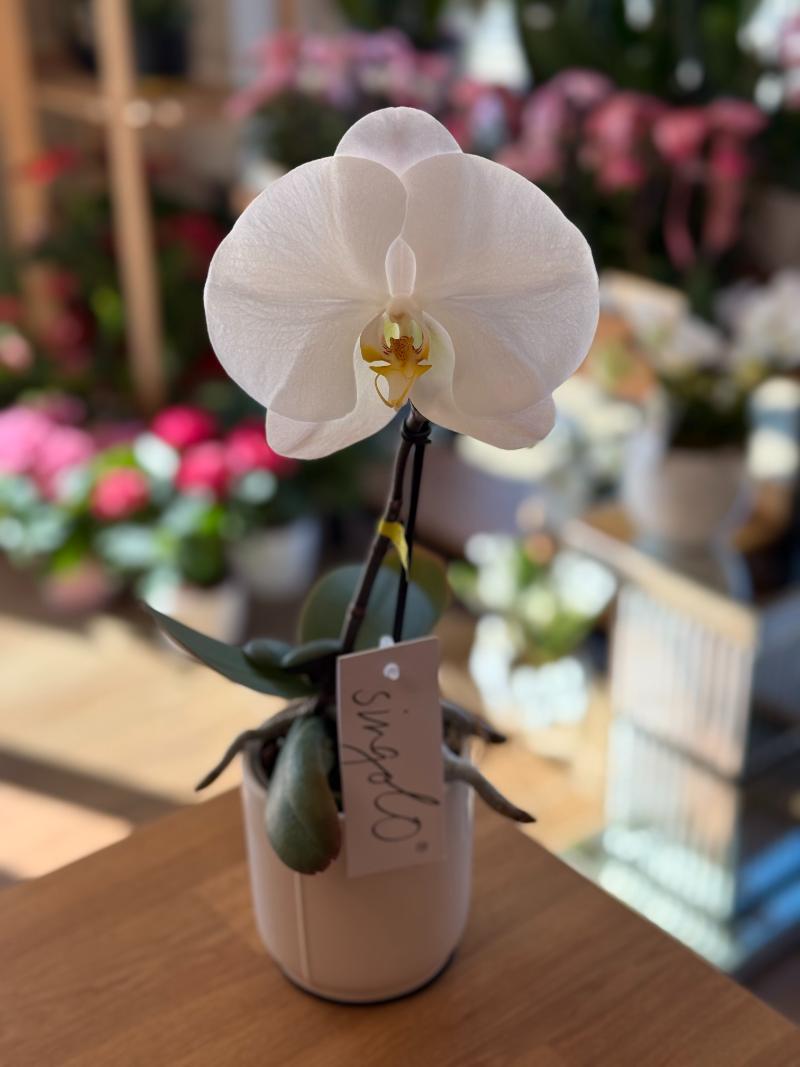 Singolo Orchid white