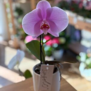 Singolo Orchid purple