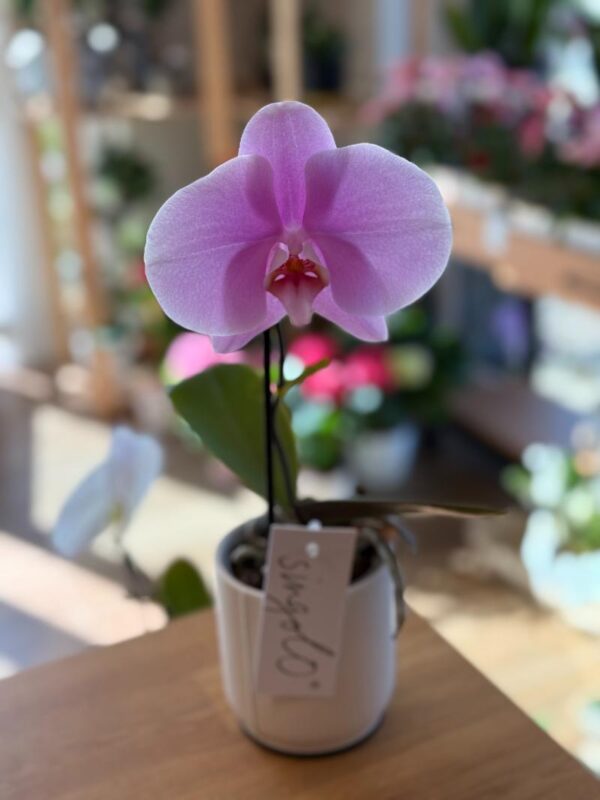 Singolo Orchid purple