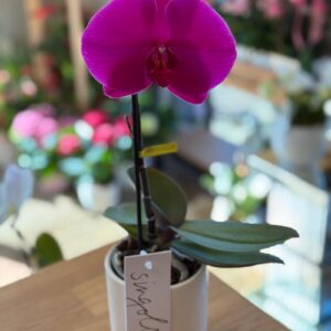 Singolo Orchid pink