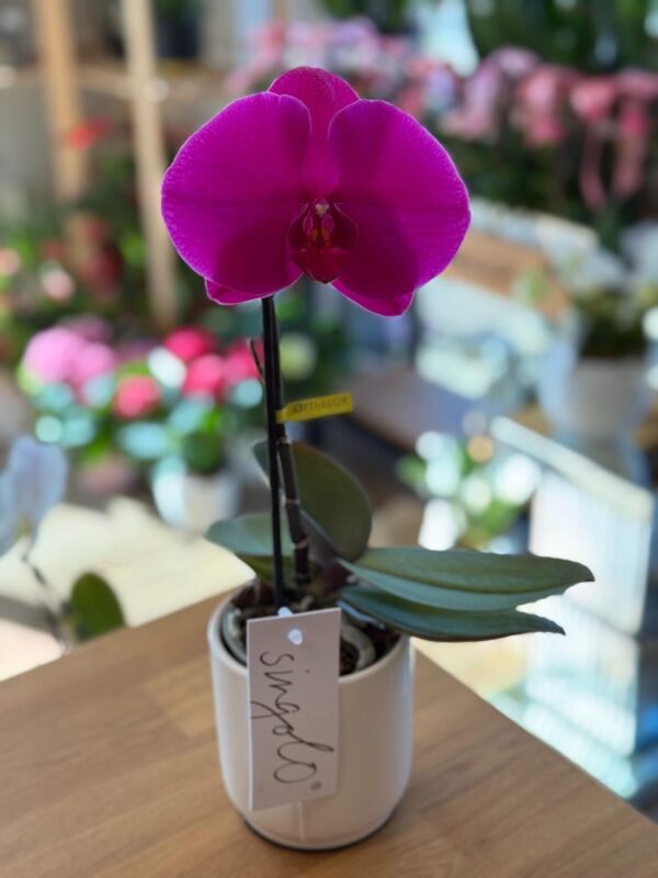 Singolo Orchid pink